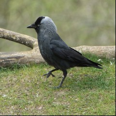 Jackdaw