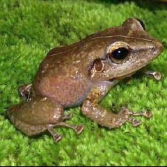 Coqui