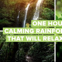 Jungle and Rainforest Sounds
