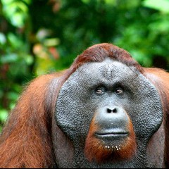Monkey Flange