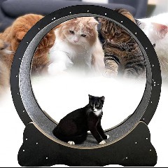 Kitty Draait