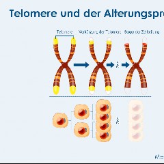 Telomere