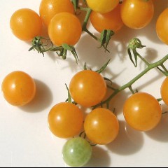 Tomat & De Geopsedeirden