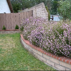 Pink Breath of Heaven