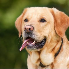 El Perro