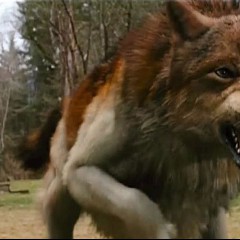 Twilight Wolves