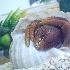 Old Hermit Crab