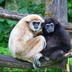 The Gibbons