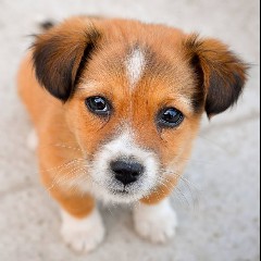 Mutt