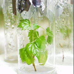 In Vitro