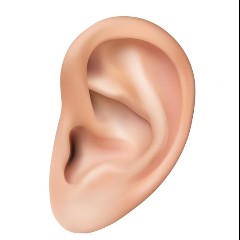 Oreja