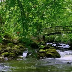 Soothing Nature Sounds