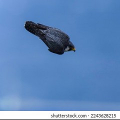 Falcon Dives