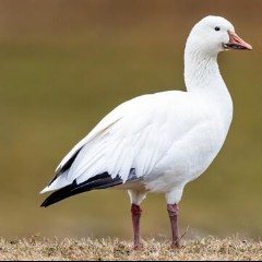 White Goose