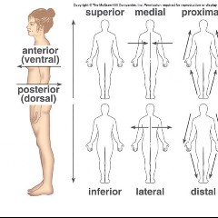 Superior Movement