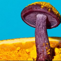 The Mushrooms