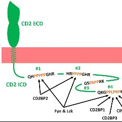 CD2