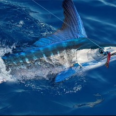Spearfish