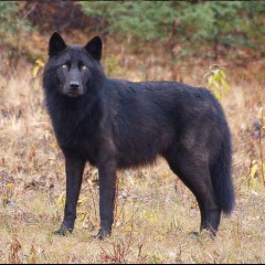 LOUPS NOIRS