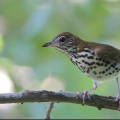 BirdNote