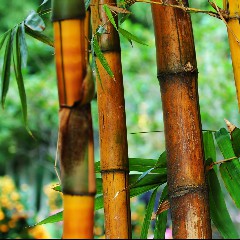 EL BAMBU