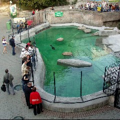 Zoo Pool
