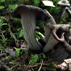 Horns of Plenty