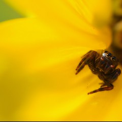 Sunflower (Spider