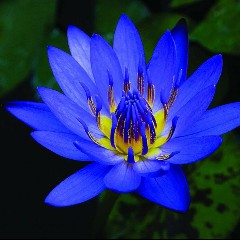 Lotus Blue
