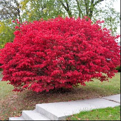 The Burning Bush