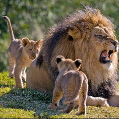 The Lion and the Cubs