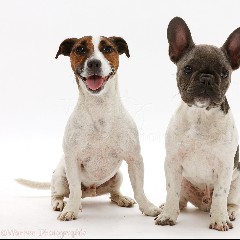 Jdakk & French