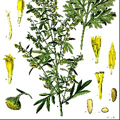 Wermuth