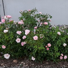 Sommerwind
