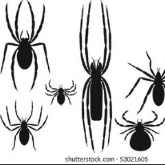 Seven Spiders