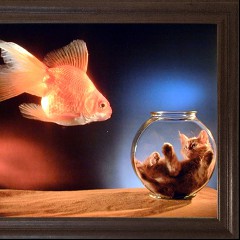 Goldfish, Cat Dealers