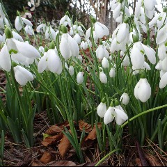 Snowdrops