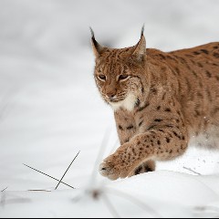 Der Luchs
