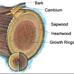Cambium