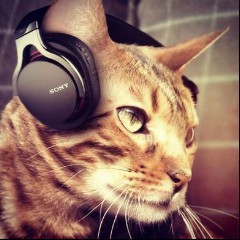 Cat Music