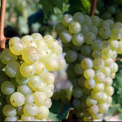 Riesling