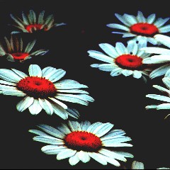 The Psychoflowers