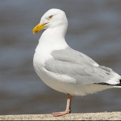 Seagulls