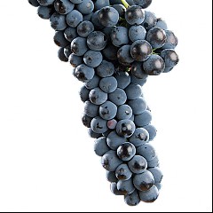 Syrah