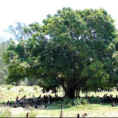 Shade Tree