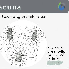 Lacuna