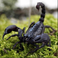 Skorpions