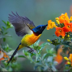 Sunbirds