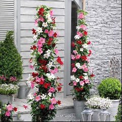 Mandevilla