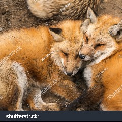 Two Fox